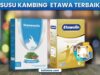 susu kambing etawa terbaik